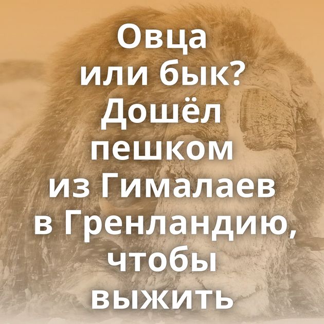 Овца или бык? Дошёл пешком из Гималаев в Гренландию, чтобы выжить