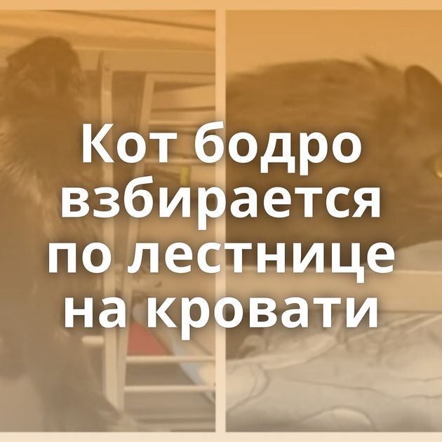 Кот бодро взбирается по лестнице на кровати