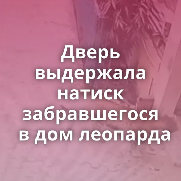 Дверь выдержала натиск забравшегося в дом леопарда