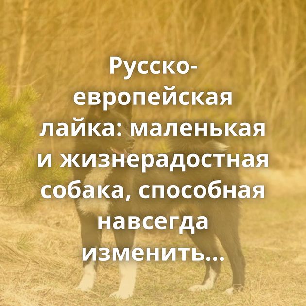 Русско-европейская лайка: маленькая и жизнерадостная собака, способная навсегда изменить жизнь…