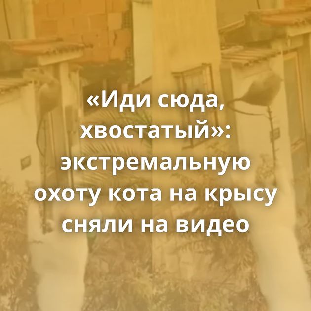 «Иди сюда, хвостатый»: экстремальную охоту кота на крысу сняли на видео