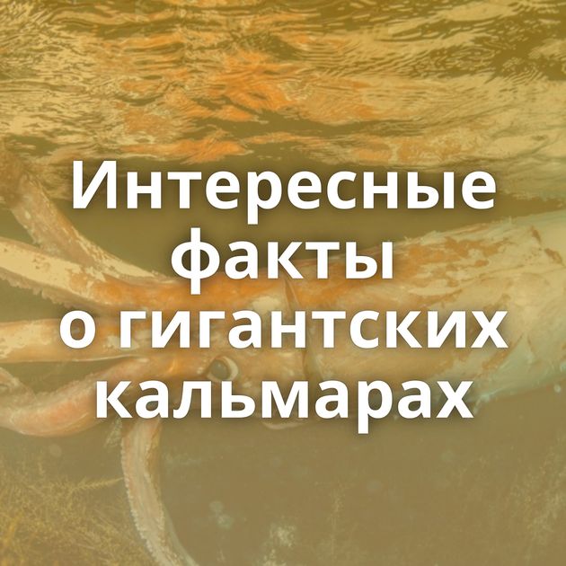 Интересные факты о гигантских кальмарах