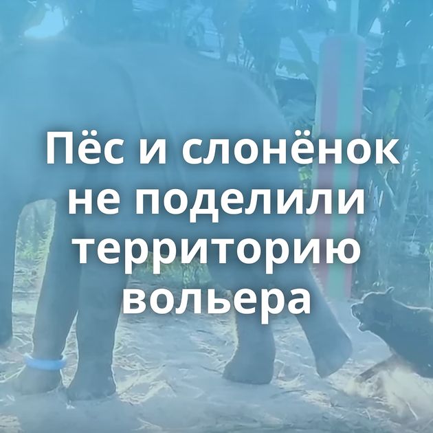 Пёс и слонёнок не поделили территорию вольера
