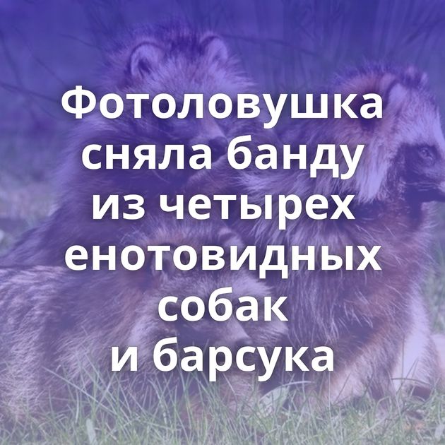 Фотоловушка сняла банду из четырех енотовидных собак и барсука