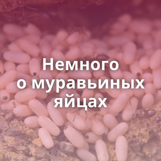 Немного о муравьиных яйцах