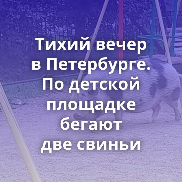 Тихий вечер в Петербурге. По детской площадке бегают две свиньи