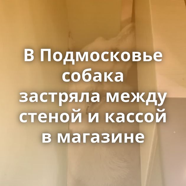 В Подмосковье собака застряла между стеной и кассой в магазине