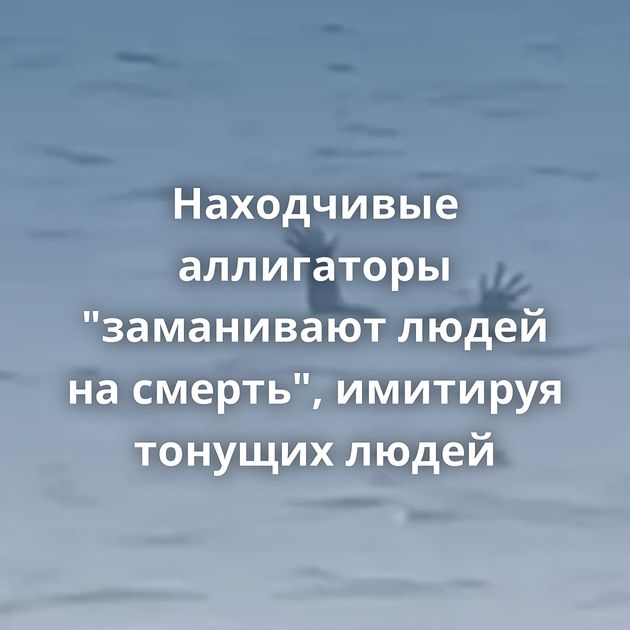 Находчивые аллигаторы "заманивают людей на смерть", имитируя тонущих людей
