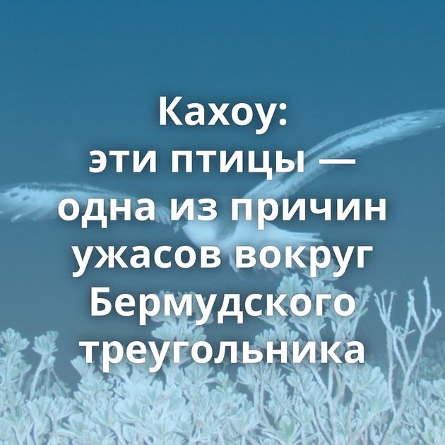 Кахоу: эти птицы — одна из причин ужасов вокруг Бермудского треугольника