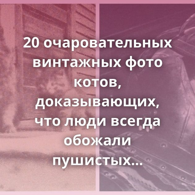 20 очаровательных винтажных фото котов, доказывающих, что люди всегда обожали пушистых питомцев