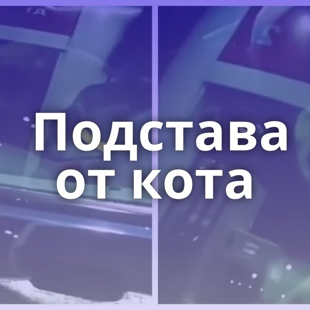 Подстава от кота