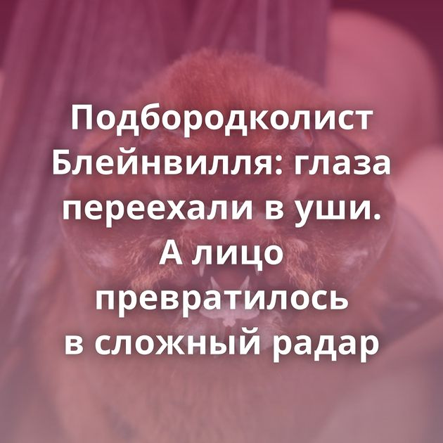 Подбородколист Блейнвилля: глаза переехали в уши. А лицо превратилось в сложный радар