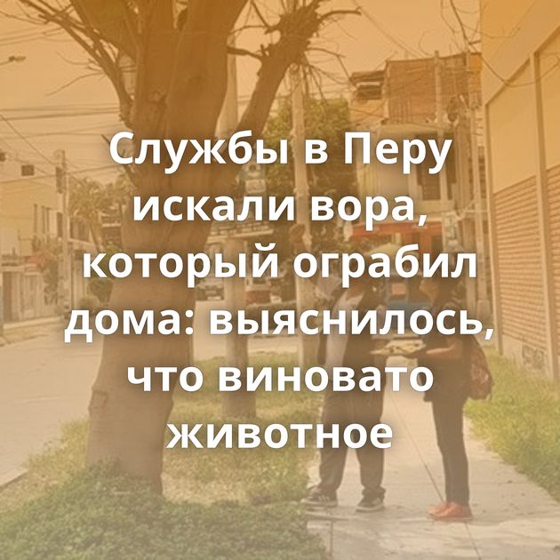 Службы в Перу искали вора, который ограбил дома: выяснилось, что виновато животное