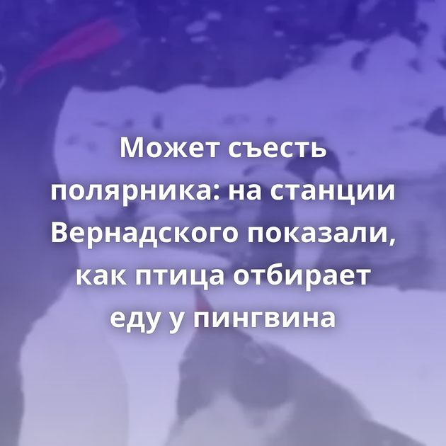 Может съесть полярника: на станции Вернадского показали, как птица отбирает еду у пингвина