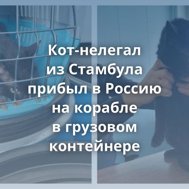 Кот-нелегал из Стамбула прибыл в Россию на корабле в грузовом контейнере