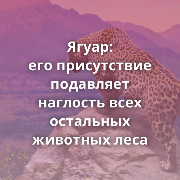 Ягуар: его присутствие подавляет наглость всех остальных животных леса