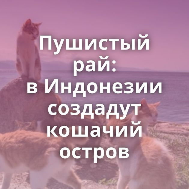 Пушистый рай: в Индонезии создадут кошачий остров