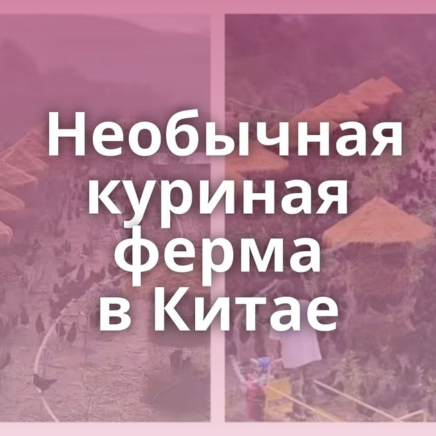 Необычная куриная ферма в Китае