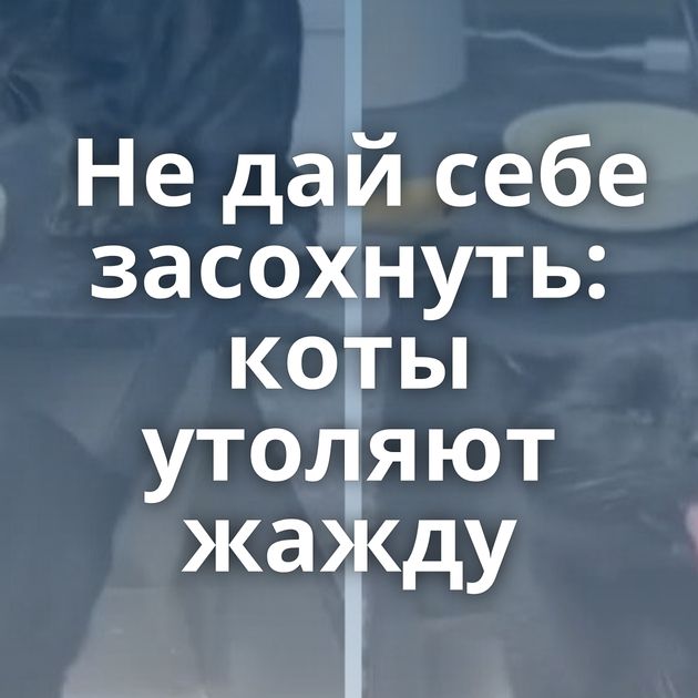 Не дай себе засохнуть: коты утоляют жажду