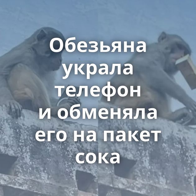 Обезьяна украла телефон и обменяла его на пакет сока