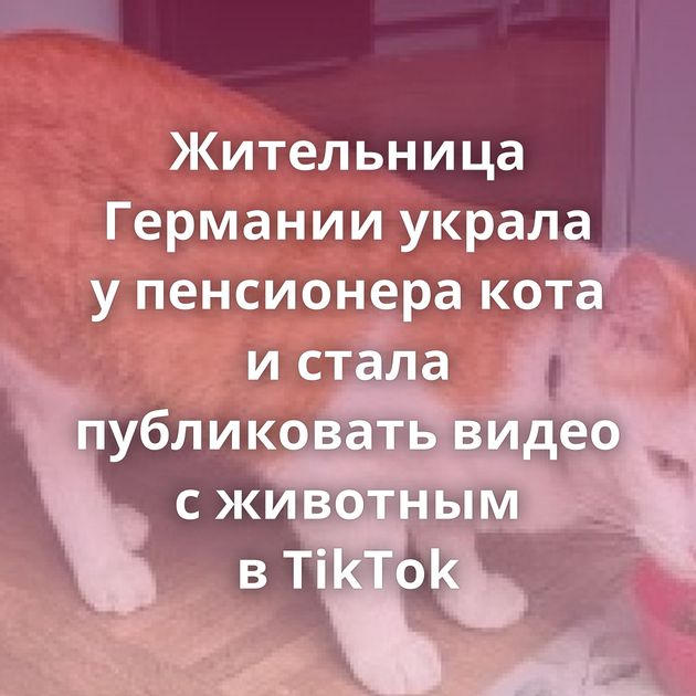 Жительница Германии украла у пенсионера кота и стала публиковать видео с животным в TikTok