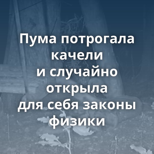 Пума потрогала качели и случайно открыла для себя законы физики