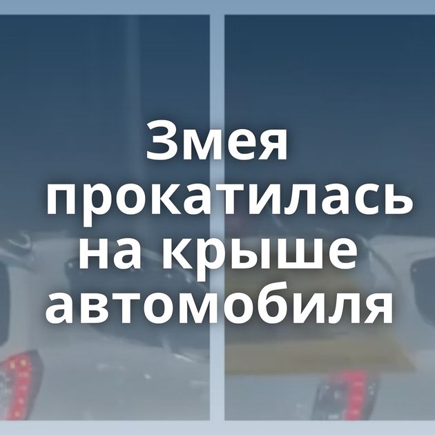 Змея прокатилась на крыше автомобиля