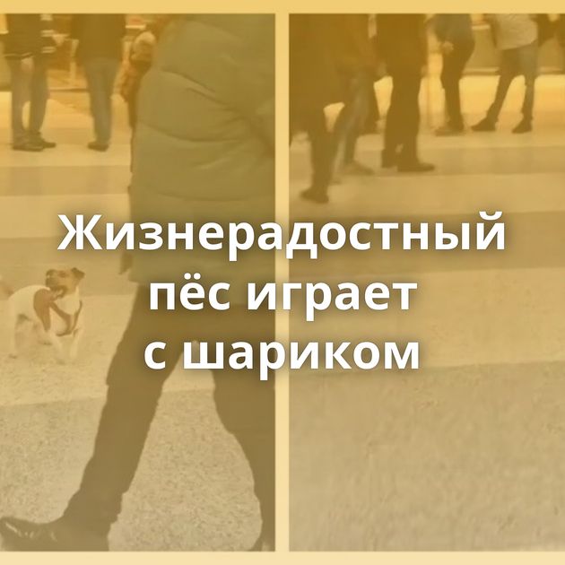 Жизнерадостный пёс играет с шариком