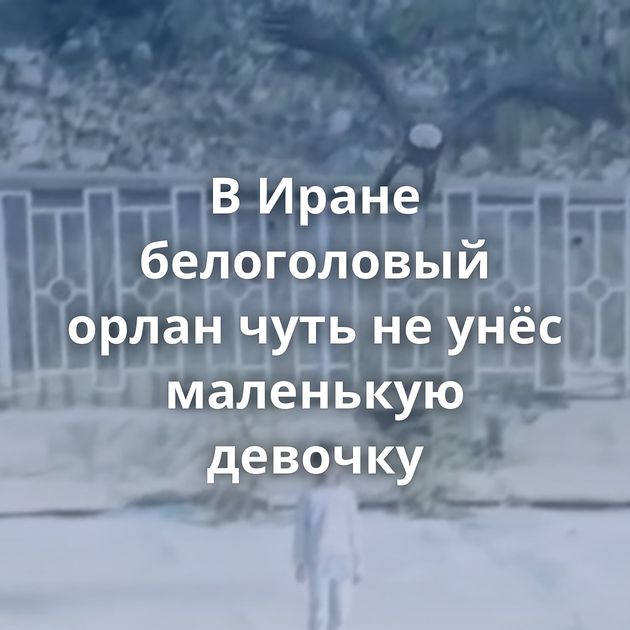 В Иране белоголовый орлан чуть не унёс маленькую девочку