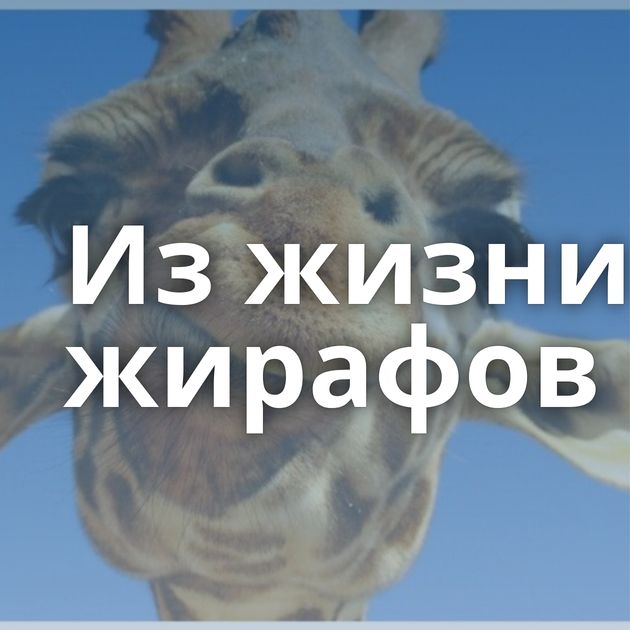 Из жизни жирафов
