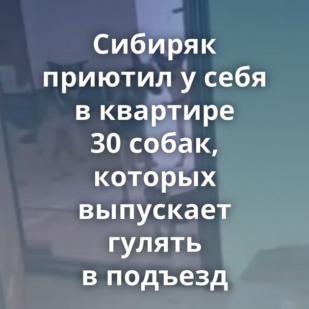 Сибиряк приютил у себя в квартире 30 собак, которых выпускает гулять в подъезд