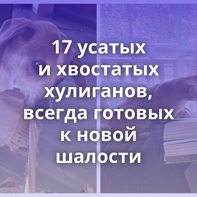 17 усатых и хвостатых хулиганов, всегда готовых к новой шалости