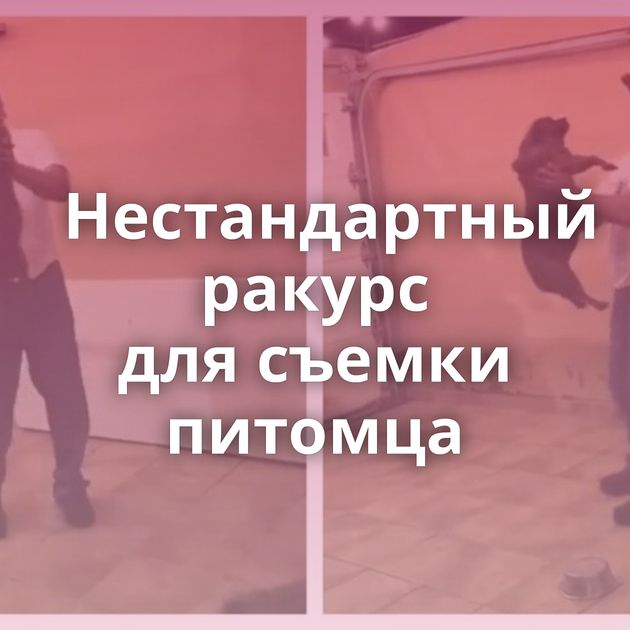 Нестандартный ракурс для съемки питомца