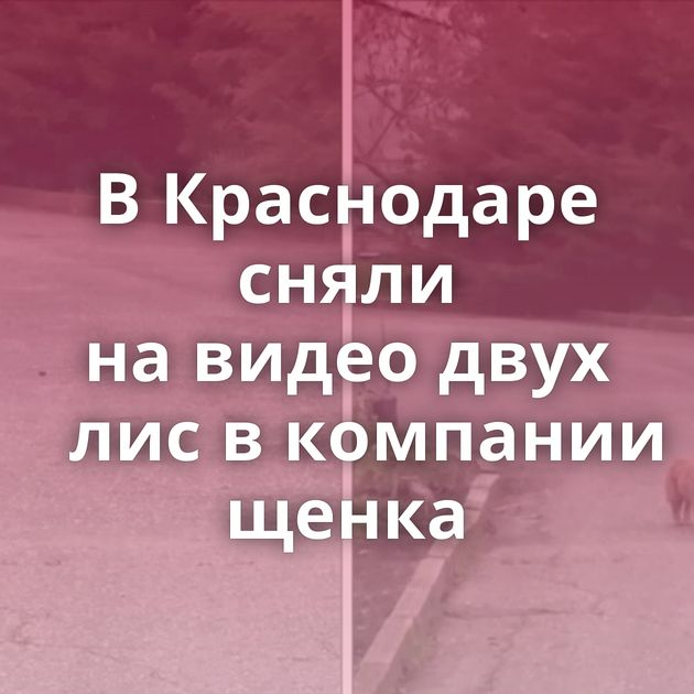 В Краснодаре сняли на видео двух лис в компании щенка