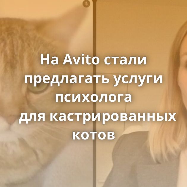 На Avito стали предлагать услуги психолога для кастрированных котов