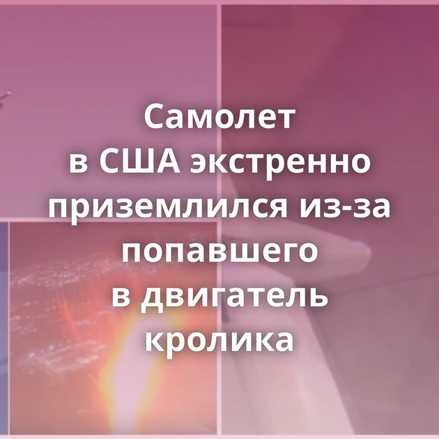 Самолет в США экстренно приземлился из-за попавшего в двигатель кролика