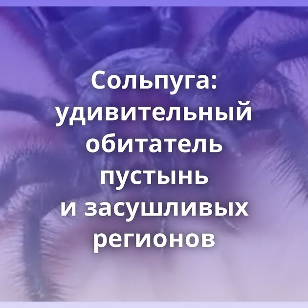 Сольпуга: удивительный обитатель пустынь и засушливых регионов