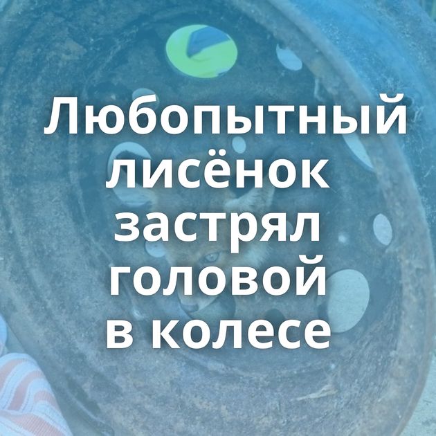 Любопытный лисёнок застрял головой в колесе
