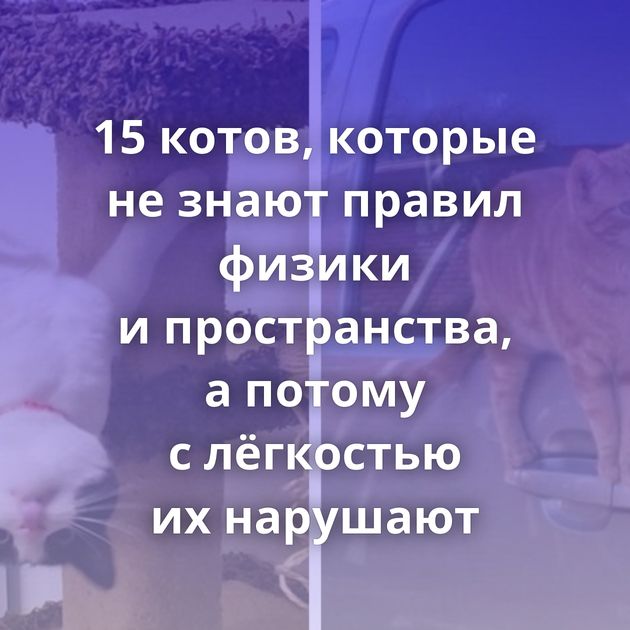 15 котов, которые не знают правил физики и пространства, а потому с лёгкостью их нарушают