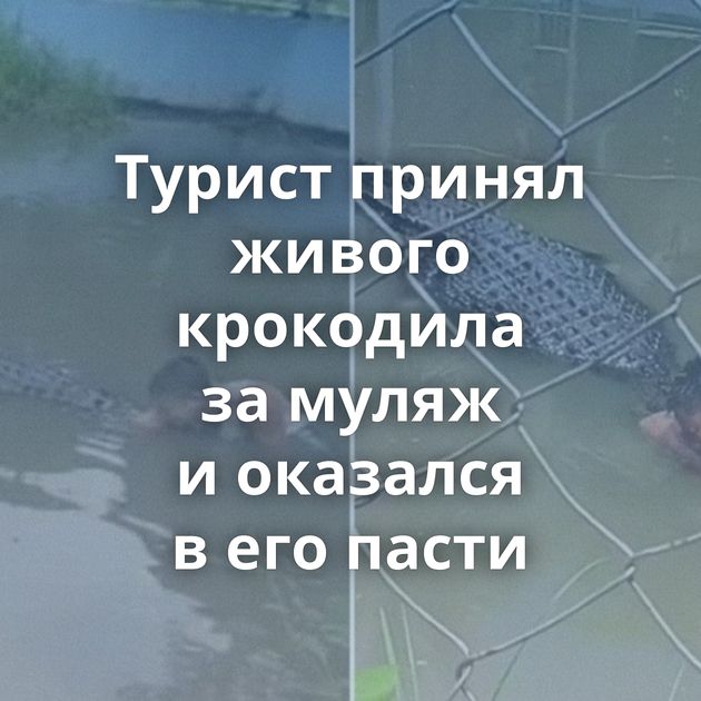 Турист принял живого крокодила за муляж и оказался в его пасти