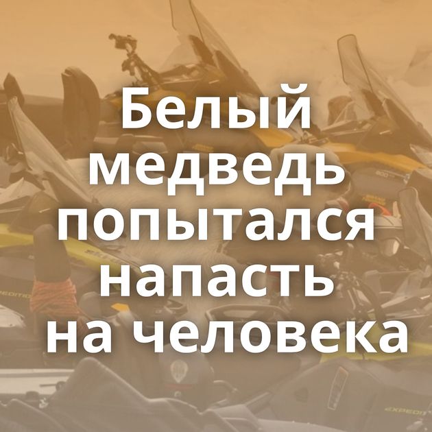 Белый медведь попытался напасть на человека