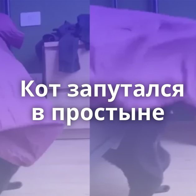 Кот запутался в простыне