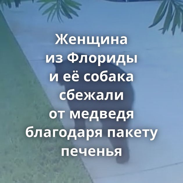 Женщина из Флориды и её собака сбежали от медведя благодаря пакету печенья