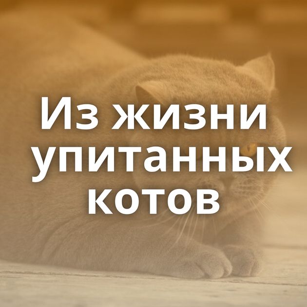 Из жизни упитанных котов