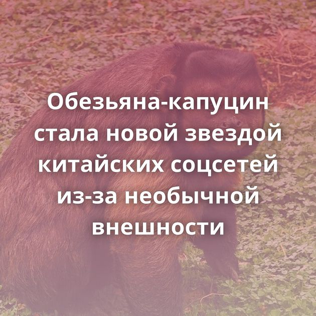 Обезьяна-капуцин стала новой звездой китайских соцсетей из-за необычной внешности