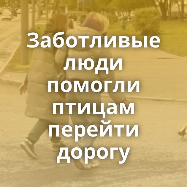 Заботливые люди помогли птицам перейти дорогу
