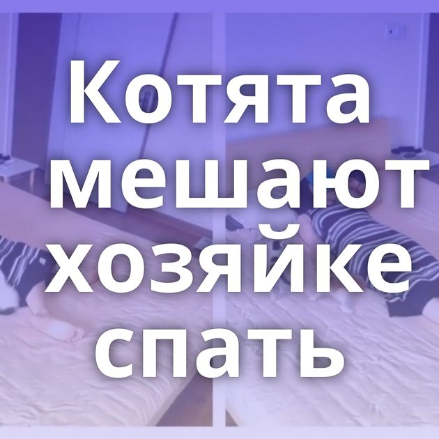 Котята мешают хозяйке спать