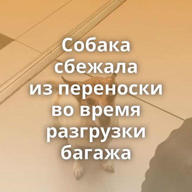 Собака сбежала из переноски во время разгрузки багажа