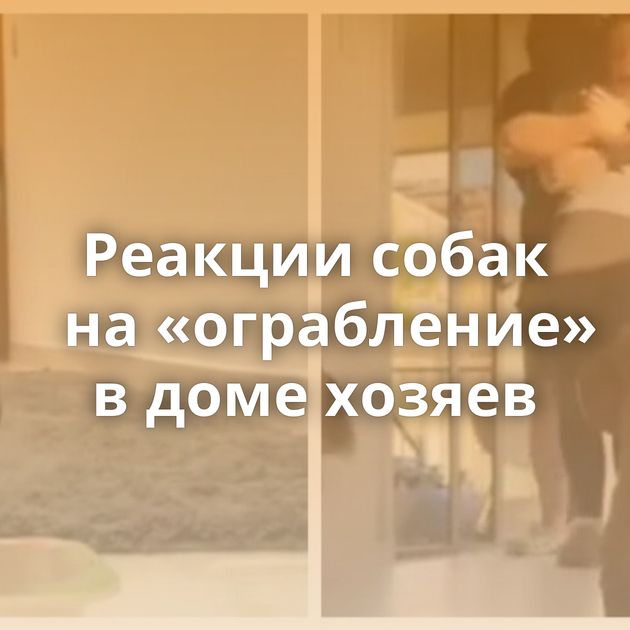 Реакции собак на «ограбление» в доме хозяев