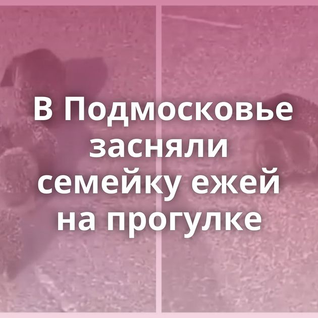 В Подмосковье засняли семейку ежей на прогулке